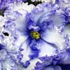 Фиалка РС-Прозрачная Свежесть