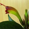  Aeschynanthus Black Pagoda