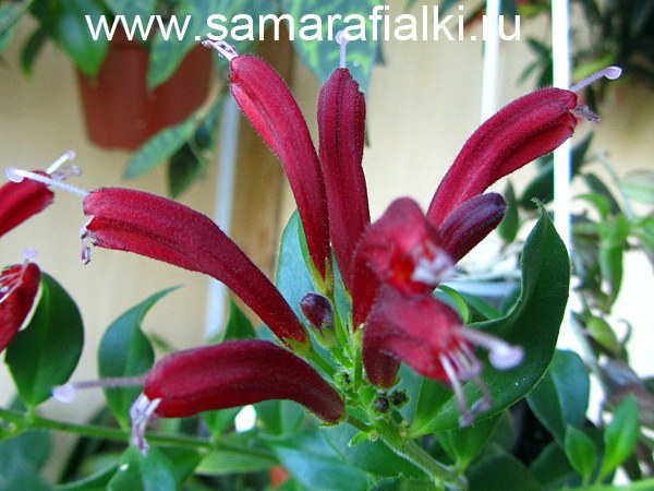  Aeschynanthus 