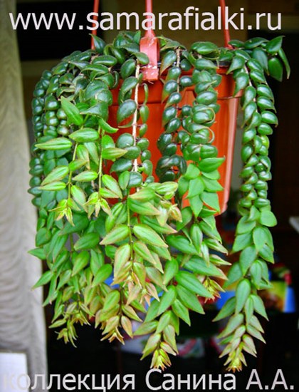  C. rguta 