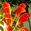 Колумнея C. gloriosa Superba
