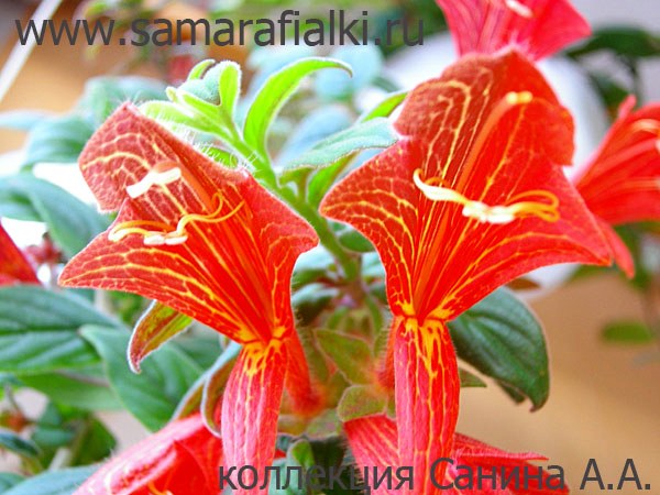  C. Magnifica 