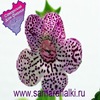 Колерия K. Gunilla