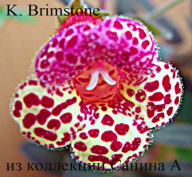  K. Brimstone 