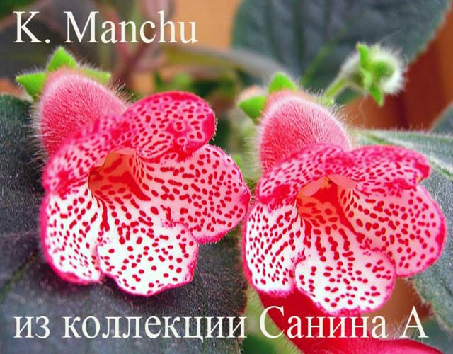  K. Manchu 