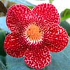 Колерия K. Sciadotydaea hybrid
