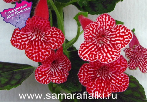  K. Birgitta 
