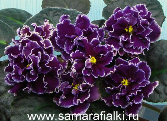Фиалка ПТ-Царская Особа