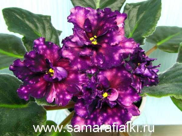 Фиалка АЕ-Млечный Путь