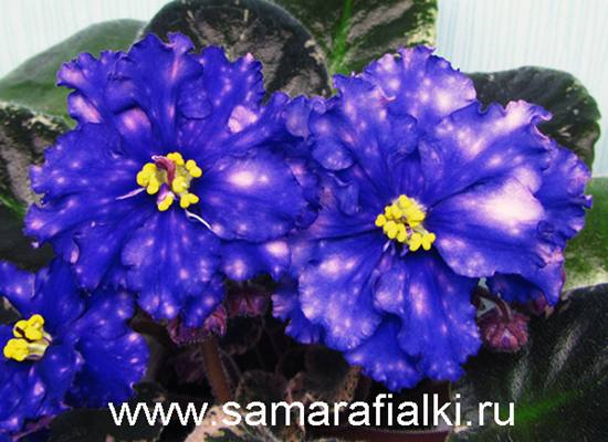 Фиалка Галактика Фото И Описание Фиалка Галактика Фото И Описание