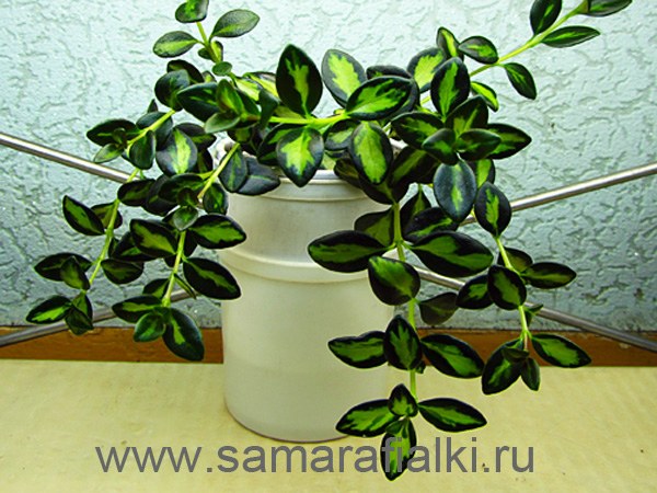  Nematanthus gregarius Dibleys Gold 