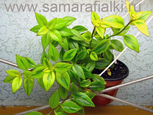  Nematanthus gregarius Sarah 