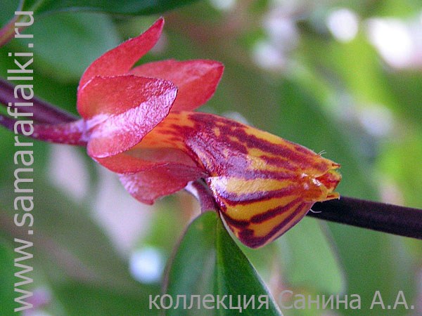  Nematanthus Tropicana (Hypocirta) 