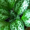 Хирита Primulina sinensis Betty