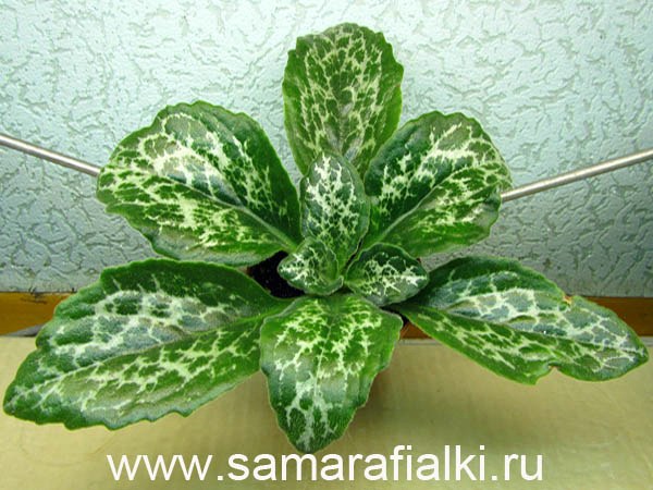  Primulina  Sinensis 
