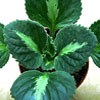 Хирита Primulina Brassicoides Marble leaf