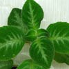 Эписция Lilacina Viridis