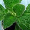 Эписция Episcia fimbriata Blue Heaven