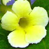 Эписция Tropical Topaz