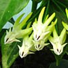Н. Multiflora var
