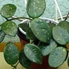 H. Sp sw Mathilda