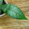 H. Callistophylla