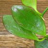 H. Collina