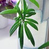 Н. pauciflora Wight