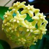 Н. Kenejiana yellow