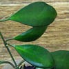 H. Davidcummingii
