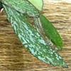 H. Hasseltii