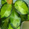 H. Australis Lisa