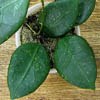 H. Ovalifolia