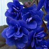 Фиалка Ness' Crinkle Blue