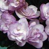 Фиалка Ness' Satin Rose