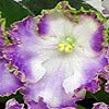 Фиалка Н-Капризуля