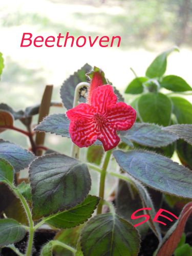  Beethoven 