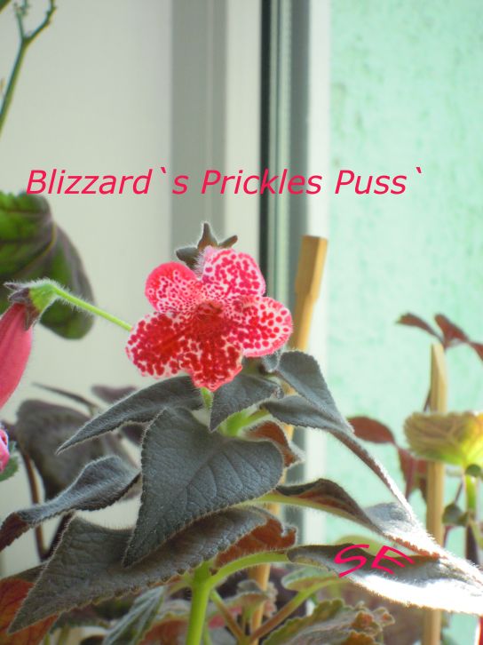  Blizzard`s Prickles Puss` 