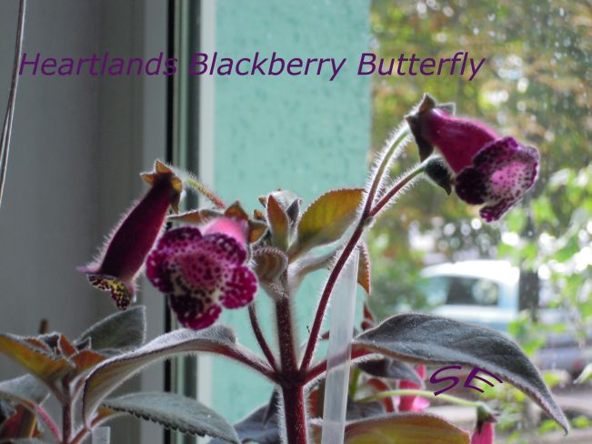  Heartlands Blackberry Butterfly 