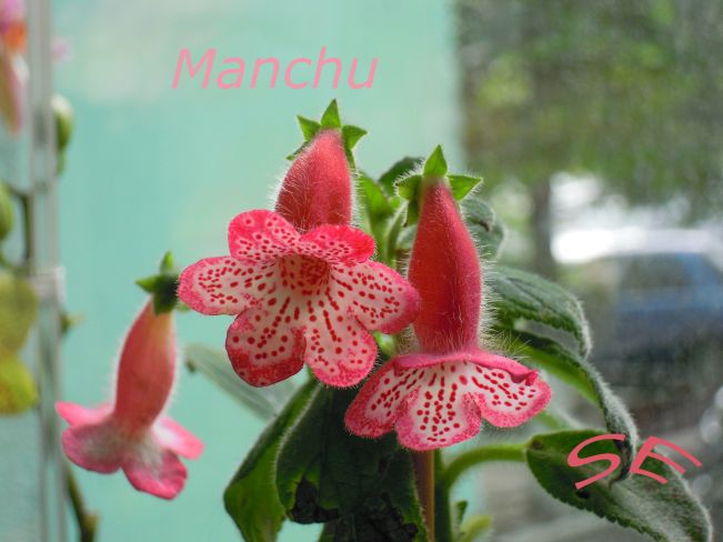 Manchu 