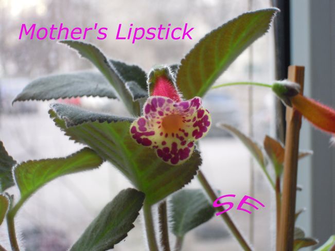  Mother's Lipstick 