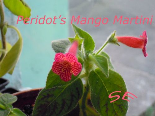 Peridots Mango Martini 