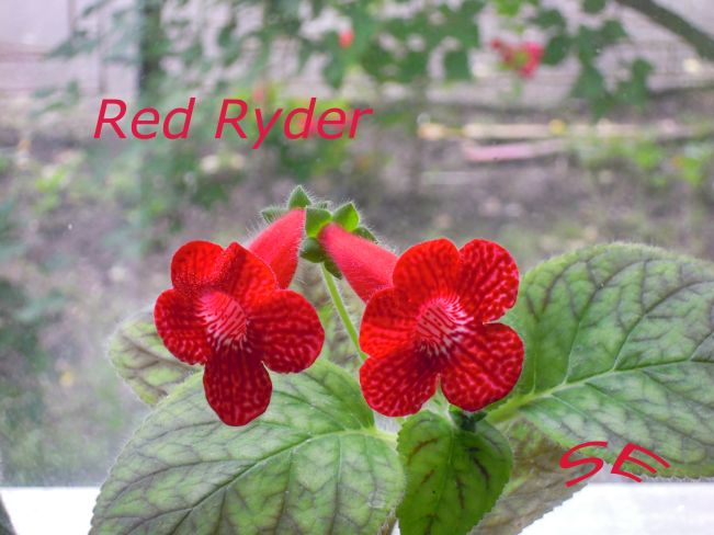  Red Ryder 