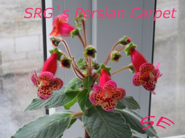 SRG`s Persian Carpet 