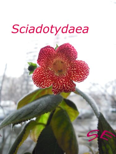   Sciadotydaea 