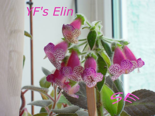  YF's Elin 