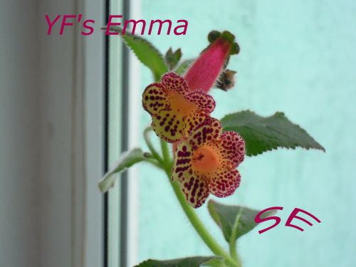  YF's Emma 