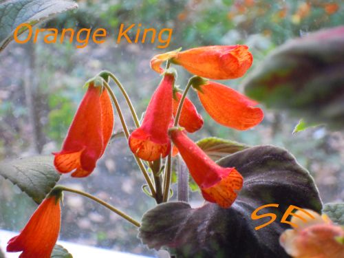  Orange King 