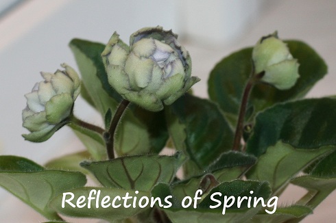  Reflections of Spring 