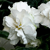 Фиалка Spring Rose
